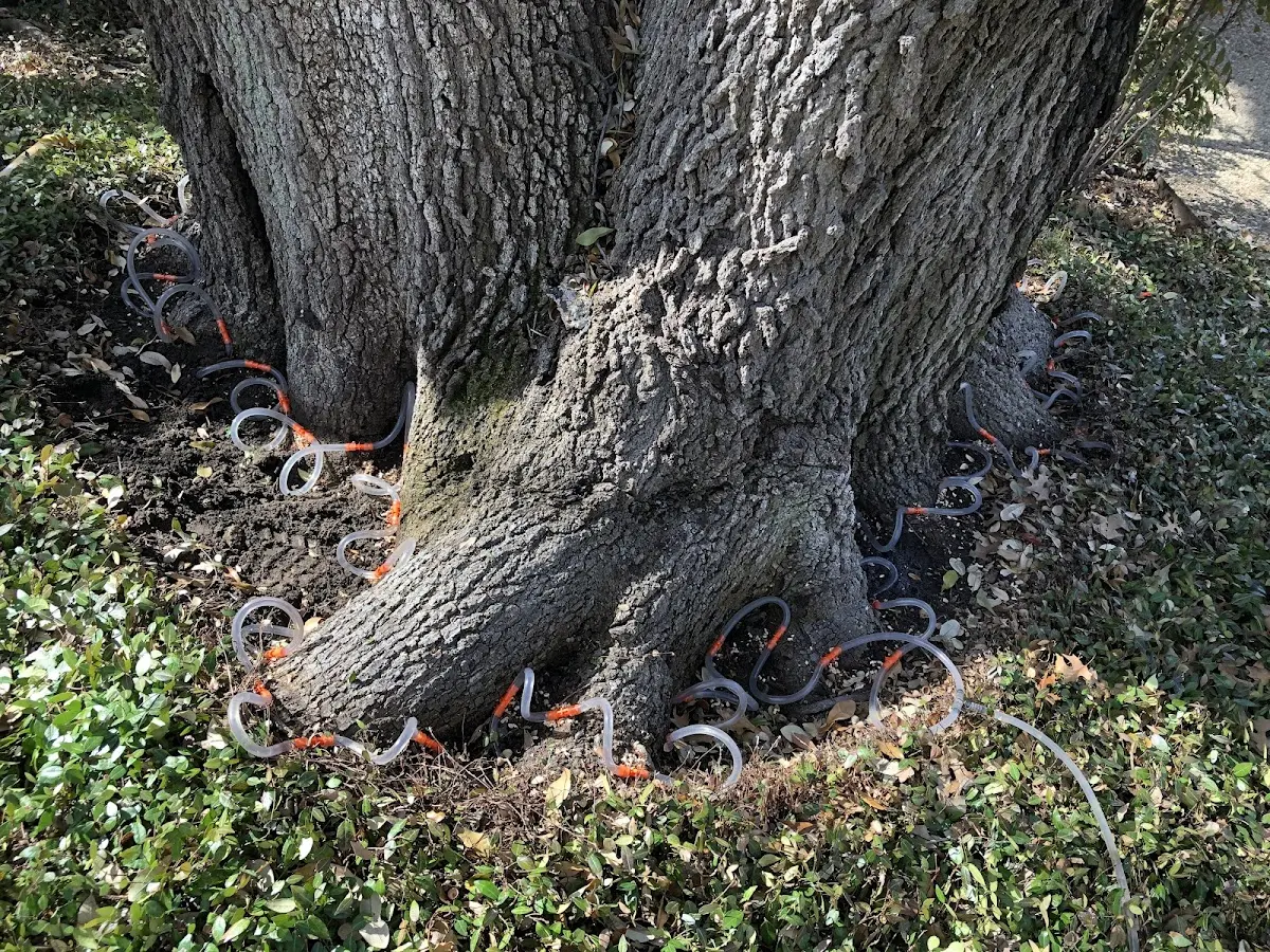 Detailed Tree Cabling and Bracing job site in Humarock